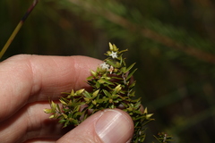 Styphelia leptospermoides