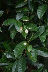 Chionanthus ramiflorus