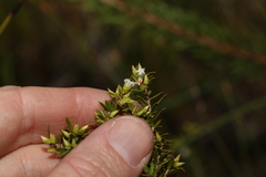 Styphelia leptospermoides