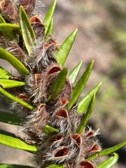 Aotus lanigera