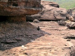 Petrophassa rufipennis