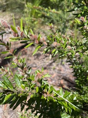 Aotus lanigera