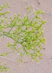 Gutierrezia microcephala