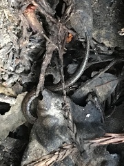 Batrachoseps attenuatus