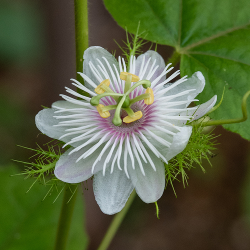 Passiflora vesicaria