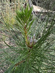 Pinus attenuata