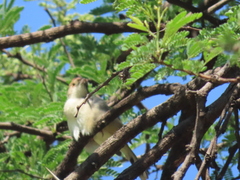 Cisticola