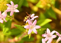 Dielis trifasciata