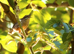 Campylorhynchus gularis