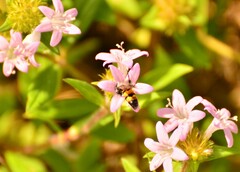 Dielis trifasciata