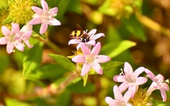 Dielis trifasciata