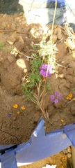 Verbenaceae