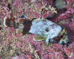 Sebastapistes coniorta