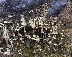 Cladonia verticillata