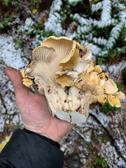Cantharellus cascadensis