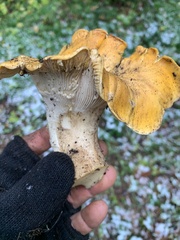 Cantharellus cascadensis