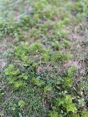 Selaginella delicatula