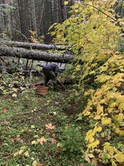 Cantharellus cascadensis