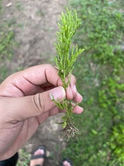 Selaginella delicatula