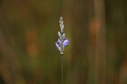 Image of Comesperma defoliatum by (c) Greg Tasney, some rights reserved (CC BY-SA)