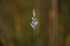 Comesperma defoliatum