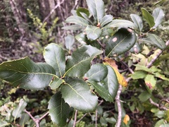 Quercus parvula