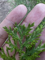 Selaginella delicatula