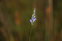 Comesperma defoliatum