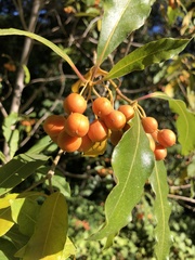 Pittosporum