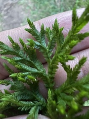 Selaginella delicatula