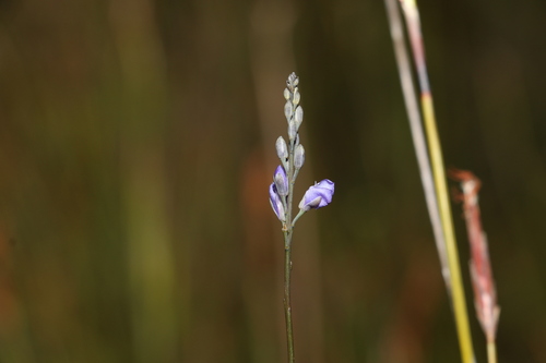 Image of Comesperma defoliatum by (c) Greg Tasney, some rights reserved (CC BY-SA)