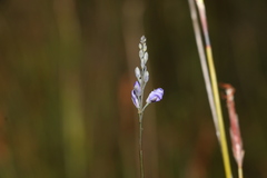 Comesperma defoliatum
