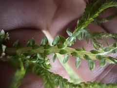 Selaginella delicatula
