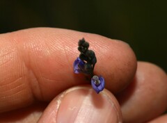 Comesperma defoliatum