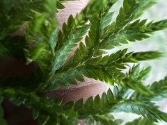 Selaginella delicatula