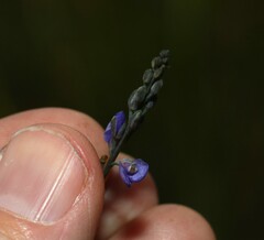 Comesperma defoliatum