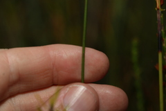 Comesperma defoliatum