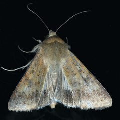 Helicoverpa punctigera