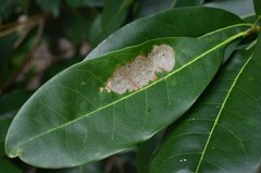 Chionanthus ramiflorus
