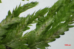 Selaginella delicatula