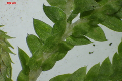 Selaginella delicatula
