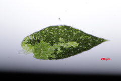 Selaginella delicatula