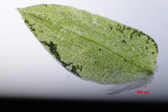 Selaginella delicatula