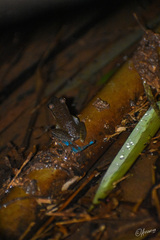 Chalcorana chalconota