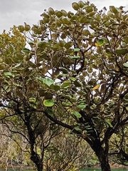 Brachyglottis rotundifolia