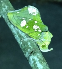 Eudocima hypermnestra