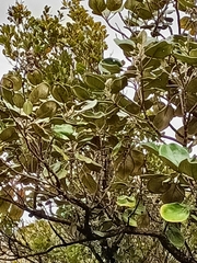 Brachyglottis rotundifolia