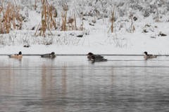 Mergus merganser