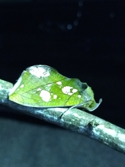 Eudocima hypermnestra