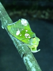 Eudocima hypermnestra